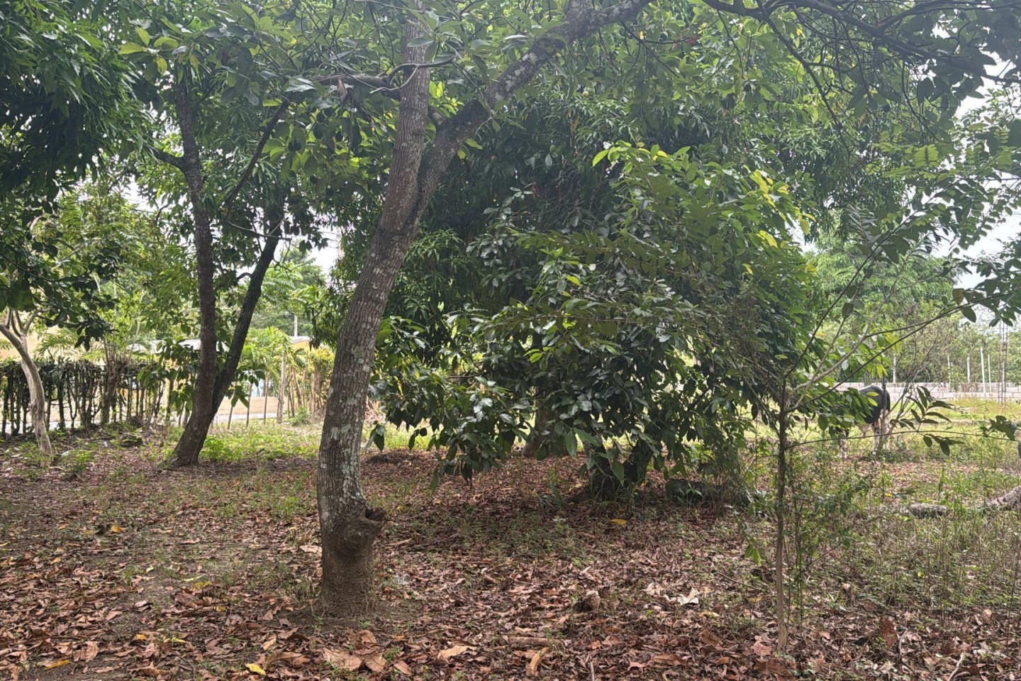 Yard